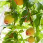 Sweet Juicy Peach Tree 4 Seeds