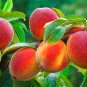 Sweet Juicy Peach Tree 4 Seeds