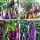 Eggplant 'Fairy Tale' Purple Yellow Vegetable 400 Seeds