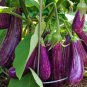 Eggplant 'Fairy Tale' Purple Yellow Vegetable 400 Seeds