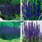 Blue Woodland Sage Perennial Flower 60 Seeds