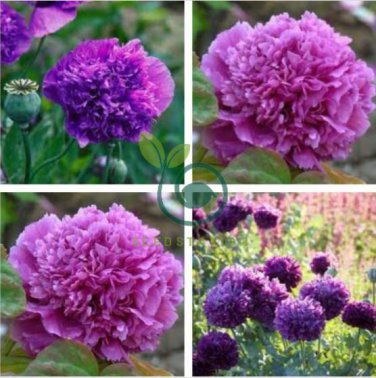 Rare Heirloom Big Blooming Purple Peony Shrub Flower 'Zi Cai' 10 Seeds