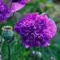 Rare Heirloom Big Blooming Purple Peony Shrub Flower 'Zi Cai' 10 Seeds