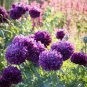 Rare Heirloom Big Blooming Purple Peony Shrub Flower 'Zi Cai' 10 Seeds