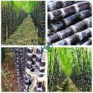 Black Sugarcane Organic Subtropics  200 Seeds