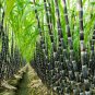 Black Sugarcane Organic Subtropics  200 Seeds