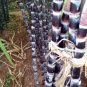 Black Sugarcane Organic Subtropics  200 Seeds