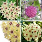Kasuki Hoya 40 Seeds