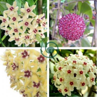 Kasuki Hoya 40 Seeds