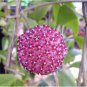 Kasuki Hoya 40 Seeds