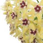 Kasuki Hoya 40 Seeds
