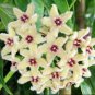 Kasuki Hoya 40 Seeds