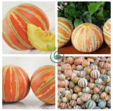 Rare Kajari Sweet Melon Fruit 20 Seeds