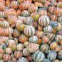 Rare Kajari Sweet Melon Fruit 20 Seeds