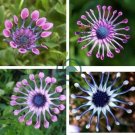 African Blue Eyed Daisy Plant Easy Grow Osteospermum 200 Seeds