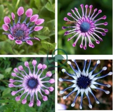 African Blue Eyed Daisy Plant Easy Grow Osteospermum 200 Seeds