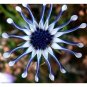 African Blue Eyed Daisy Plant Easy Grow Osteospermum 200 Seeds