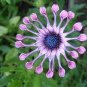 African Blue Eyed Daisy Plant Easy Grow Osteospermum 200 Seeds