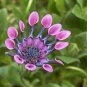 African Blue Eyed Daisy Plant Easy Grow Osteospermum 200 Seeds
