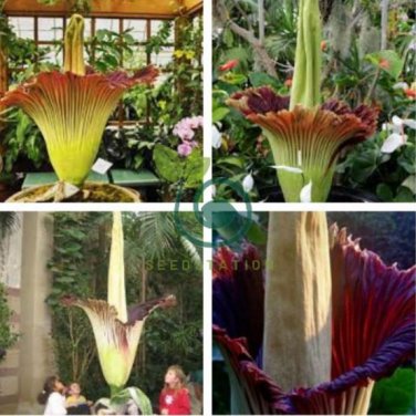 Cut Corpse Bonsai Flower Garden Perennial Potted Plants 200 Seeds