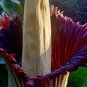 Cut Corpse Bonsai Flower Garden Perennial Potted Plants 200 Seeds