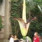 Cut Corpse Bonsai Flower Garden Perennial Potted Plants 200 Seeds