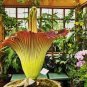 Cut Corpse Bonsai Flower Garden Perennial Potted Plants 200 Seeds