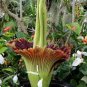 Cut Corpse Bonsai Flower Garden Perennial Potted Plants 200 Seeds