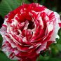 Mixed 9 Types of Rare Rose Perennial Flowers 100 Seeds