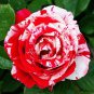 Mixed 9 Types of Rare Rose Perennial Flowers 100 Seeds