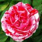 Mixed 9 Types of Rare Rose Perennial Flowers 100 Seeds