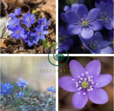 Hepatica Nolilis Bonsai Flower Beautiful Watch 200 Seeds