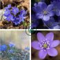 Hepatica Nolilis Bonsai Flower Beautiful Watch 200 Seeds