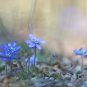Hepatica Nolilis Bonsai Flower Beautiful Watch 200 Seeds