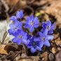 Hepatica Nolilis Bonsai Flower Beautiful Watch 200 Seeds
