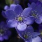 Hepatica Nolilis Bonsai Flower Beautiful Watch 200 Seeds
