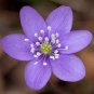 Hepatica Nolilis Bonsai Flower Beautiful Watch 200 Seeds
