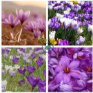 Imported Saffron Flower Plants 400 Seeds