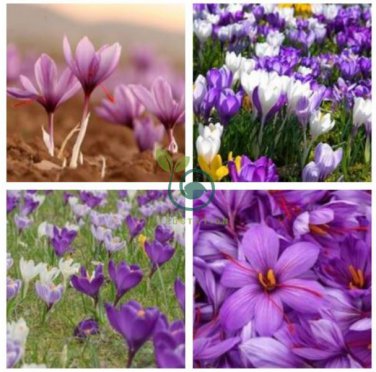 Imported Saffron Flower Plants 400 Seeds