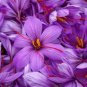 Imported Saffron Flower Plants 400 Seeds
