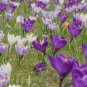 Imported Saffron Flower Plants 400 Seeds