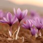 Imported Saffron Flower Plants 400 Seeds