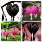 Dicentra Spectabilis Seeds Rare Orchid Bleeding Heart Garden 200 Seeds