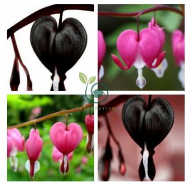 Dicentra Spectabilis Seeds Rare Orchid Bleeding Heart Garden 200 Seeds