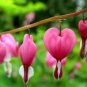 Dicentra Spectabilis Seeds Rare Orchid Bleeding Heart Garden 200 Seeds