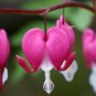 Dicentra Spectabilis Seeds Rare Orchid Bleeding Heart Garden 200 Seeds