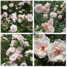 New Dawn White Pink Climbing Rose Plant Flower 100 Seeds