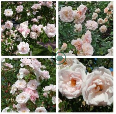 New Dawn White Pink Climbing Rose Plant Flower 100 Seeds