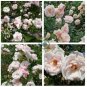 New Dawn White Pink Climbing Rose Plant Flower 100 Seeds