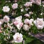New Dawn White Pink Climbing Rose Plant Flower 100 Seeds